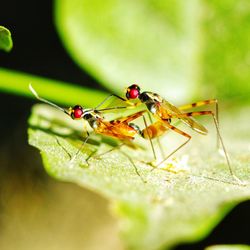 Close-up of insect mating on leaf