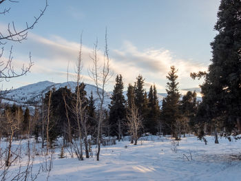 Trees on snow covered field against sky