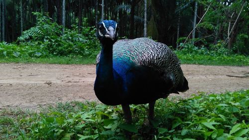 Close-up of peacock on field