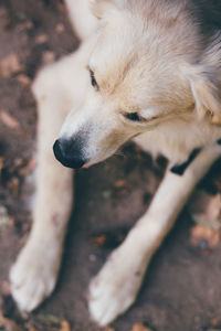 Portrait of dog