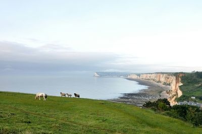 View of horses grazing on field by sea against sky