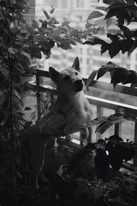 Dog sitting on tree stump