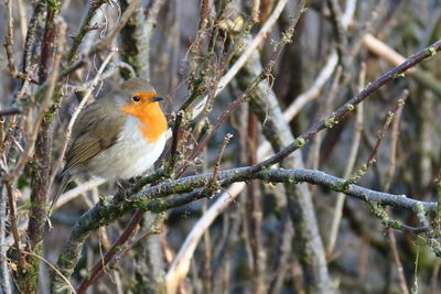 Robin amongst twigs and branches