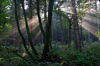 View of trees in the forest