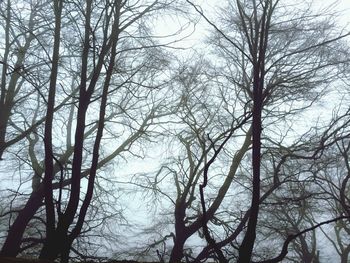 Low angle view of bare trees against sky
