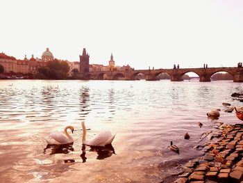 Swans swimming in river against clear sky