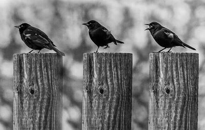 Bird perching on wooden post