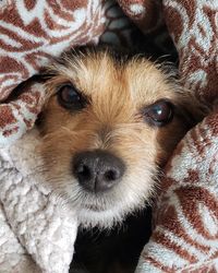 Portrait of dog relaxing on bed