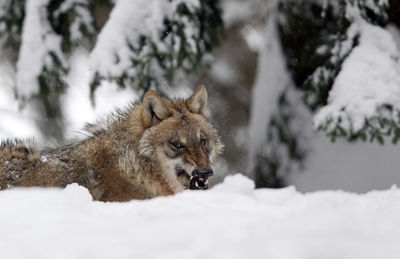 Wolf on on snow covered field