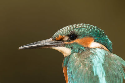 Close-up of a bird