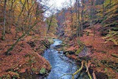 Stream flowing amidst trees in forest during autumn