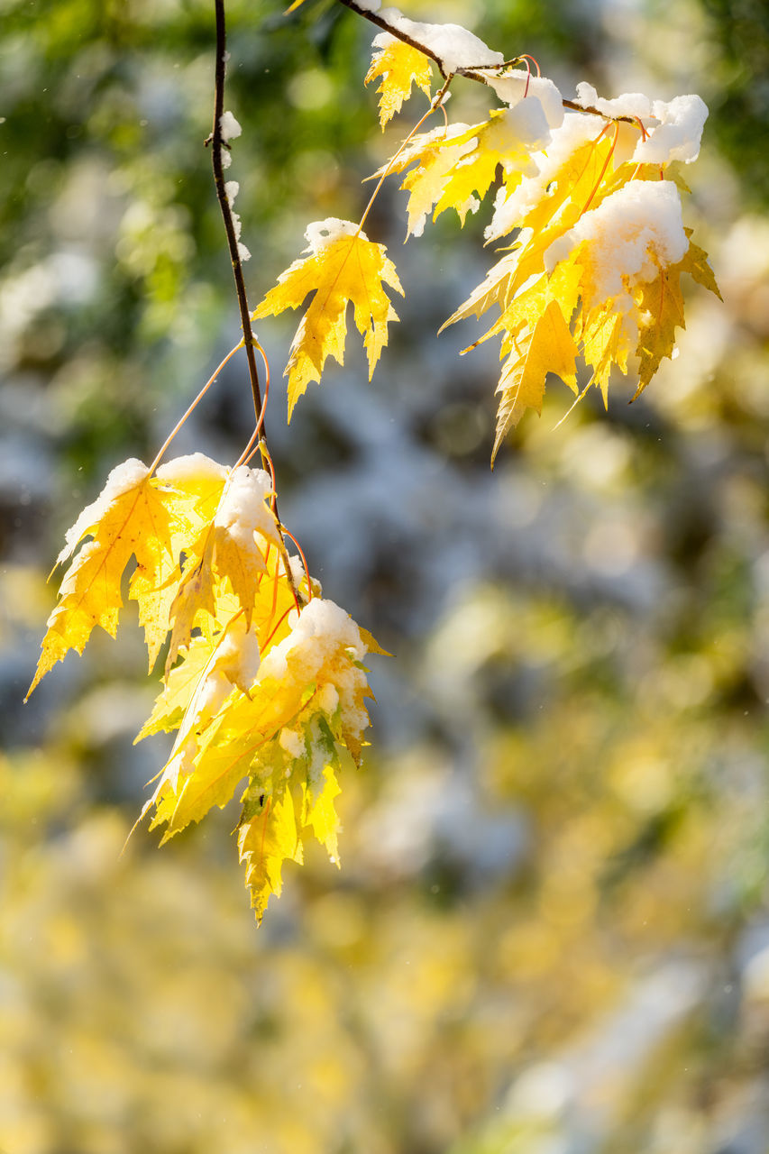 CLOSE-UP OF YELLOW FLOWERING PLANT AGAINST TREE