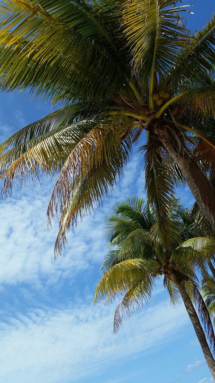 low angle view, palm tree, tree, growth, leaf, sky, nature, tranquility, branch, palm leaf, beauty in nature, green color, tree trunk, scenics, blue, day, coconut palm tree, tropical tree, cloud, tranquil scene