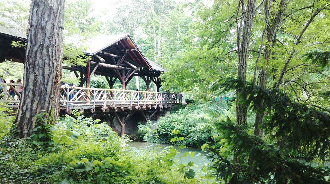 tree, forest, water, transportation, bridge - man made structure, connection, built structure, growth, nature, footbridge, tranquility, river, architecture, green color, mode of transport, arch bridge, reflection, day, branch, beauty in nature