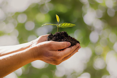 Close-up of hand holding plant