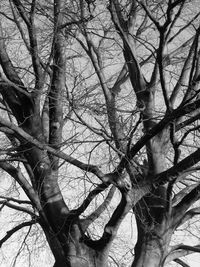 Low angle view of bare trees against sky