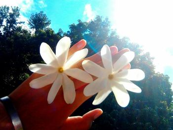 Close-up of cropped flowers