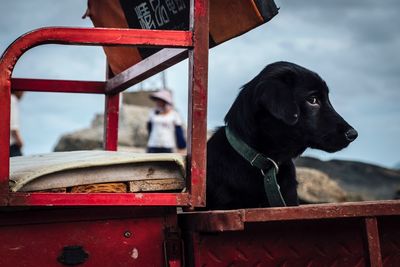 Close-up of a dog looking away