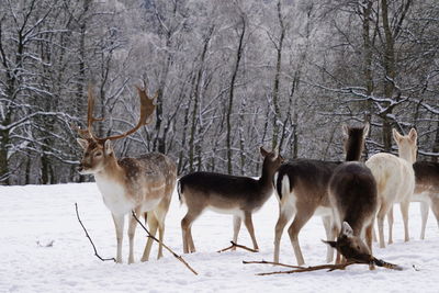 Deer in snow covered field