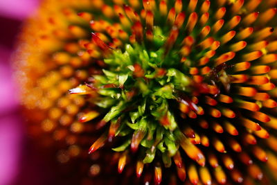 Close-up of flower