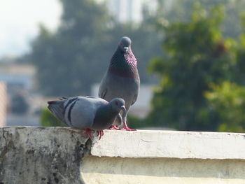 Close-up of pigeon perching on railing