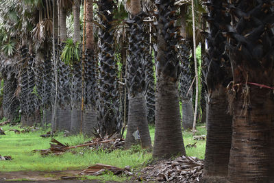 Trees in forest