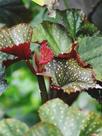 Close-up of red flowers