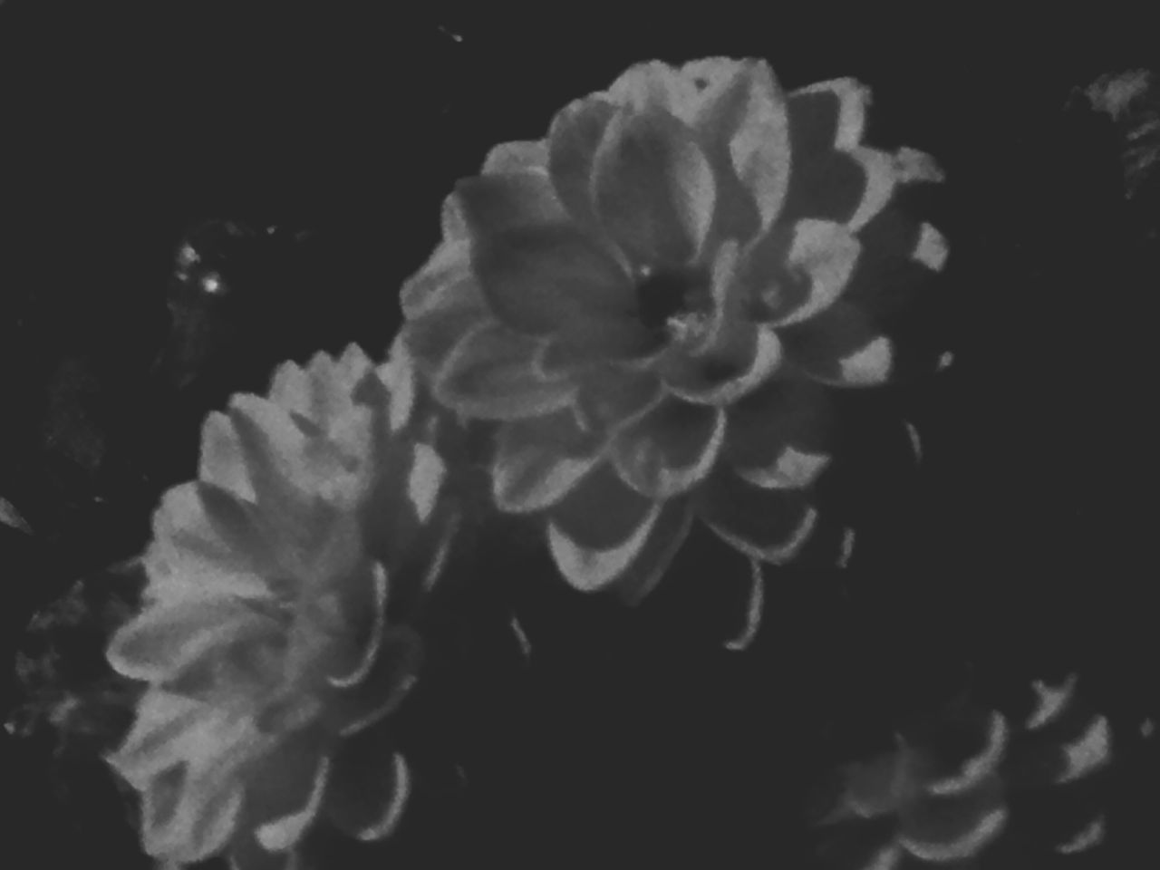 CLOSE-UP OF PINK FLOWER AGAINST BLACK BACKGROUND