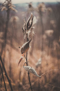 Close-up of lizard on plant