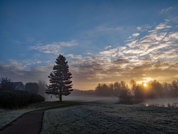 Early morning mist 