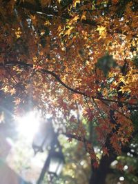 Low angle view of maple tree during autumn