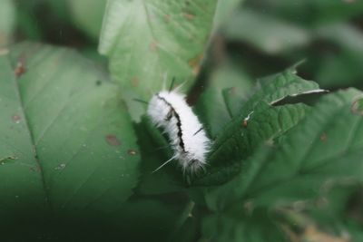 Close-up of insect on leaf