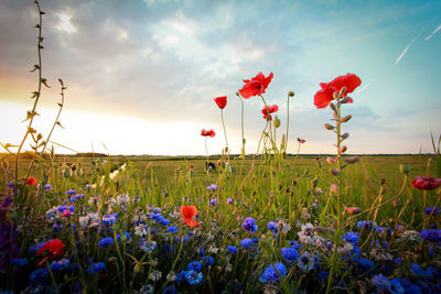 Colorful flowers blooming on field