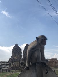 Low angle view of monkey sitting against sky