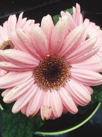 Close-up of pink flower blooming outdoors