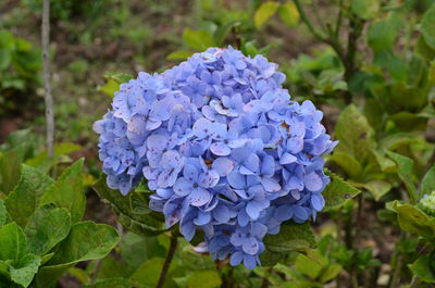 Close-up of blue hydrangea flowers