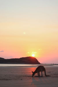 Kangaroo eating on the beach at sunset on the east coast of australia