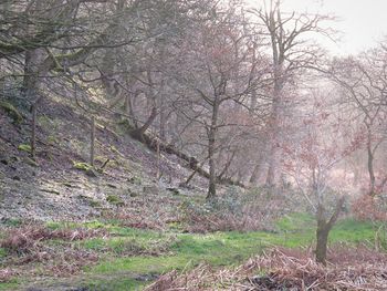 Trees in forest