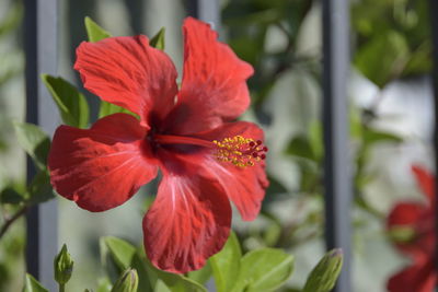 Close-up of red hibiscus flower