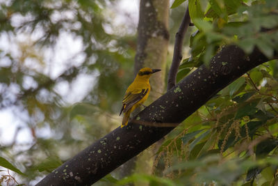 Low angle view of bird perching on branch