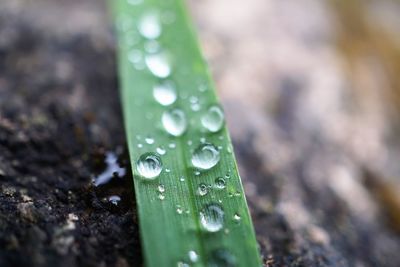 Close-up of wet grass