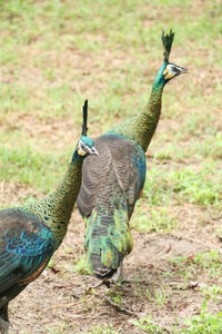 Close-up of peacock on field
