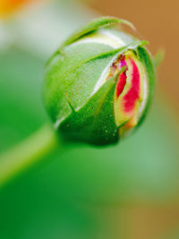 Close-up of flower bud