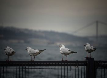 Seagulls perching on railing against sky