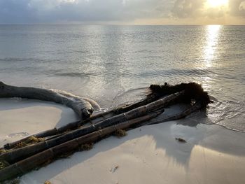 Driftwood on sea shore against sky