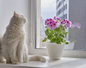 Blooming houseplant in pot pelargonium regal and  cute white cat on awindowsill in  city apartment.