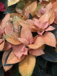 Close-up of raindrops on pink leaves