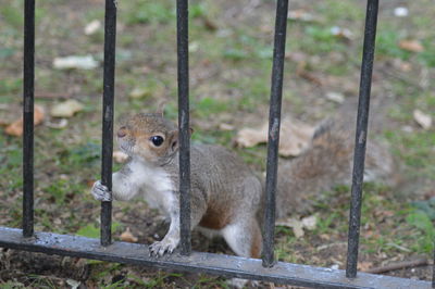 Squirrel by fence on field