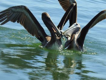 Bird flying over lake