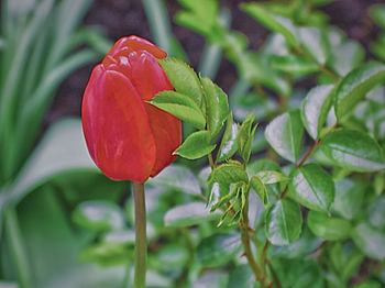 Close-up of red flowering plant